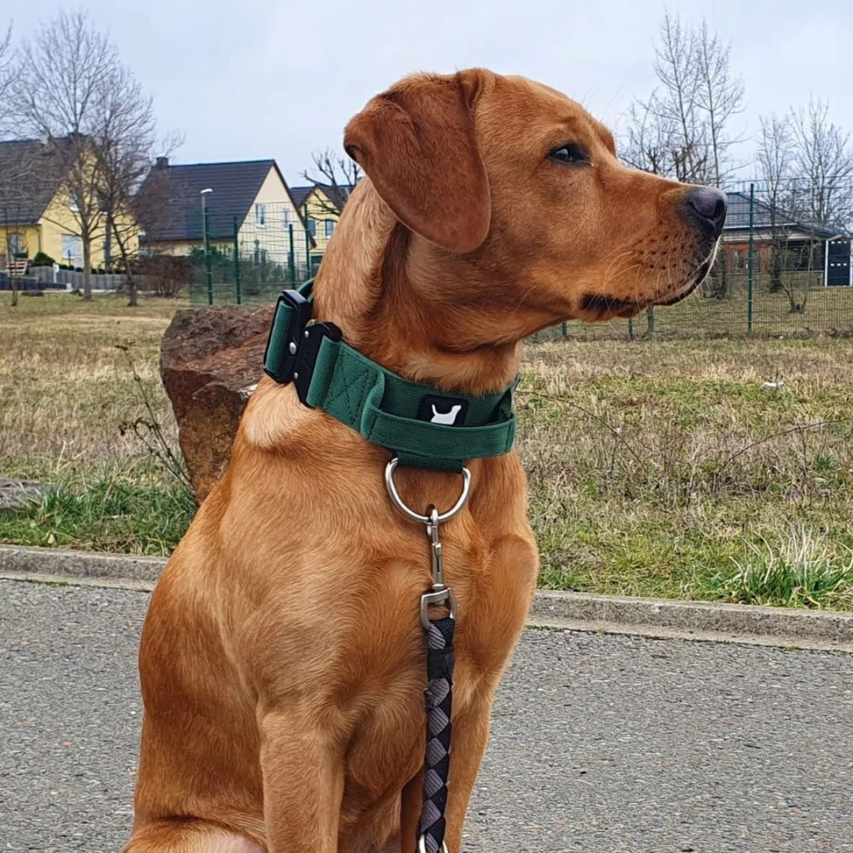 Roter Labrador an der grünen Amie Wear Führleine 140 cm mit passendem Halsband mit Griff