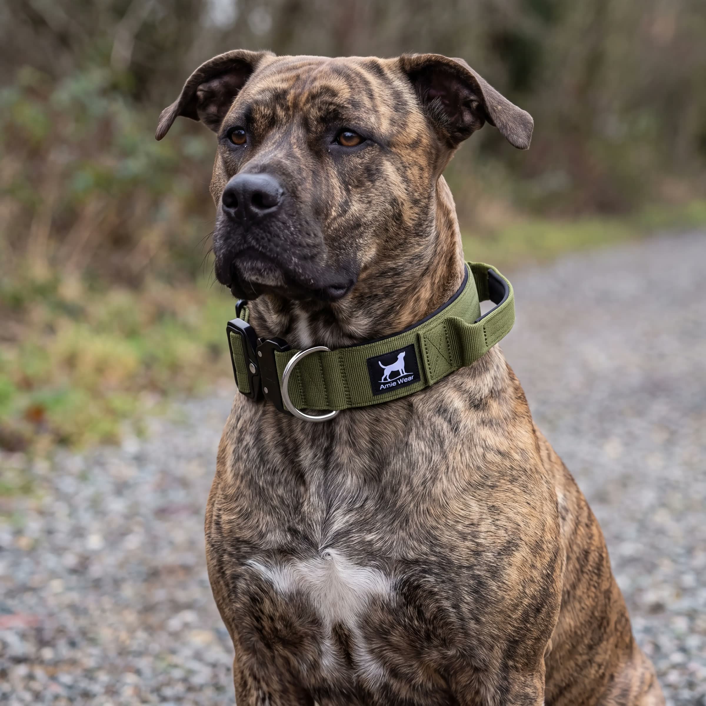 Kräftiger Hund mit breitem taktischem Hundehalsband mit Griff in Olivgrün