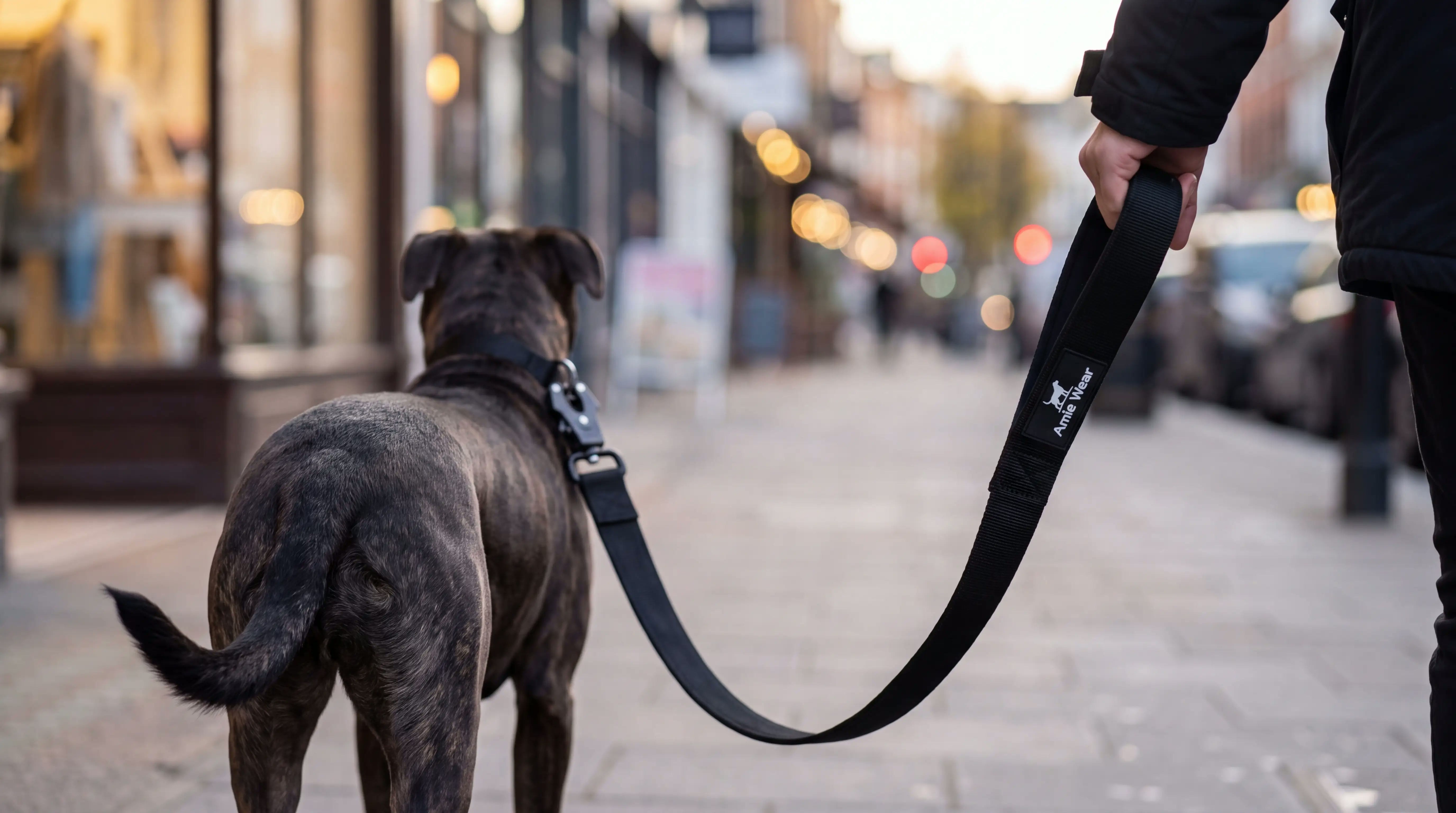 Hund an langer taktischer Hundeleine mit gepolsterter Handschlaufe auf einem Gehweg