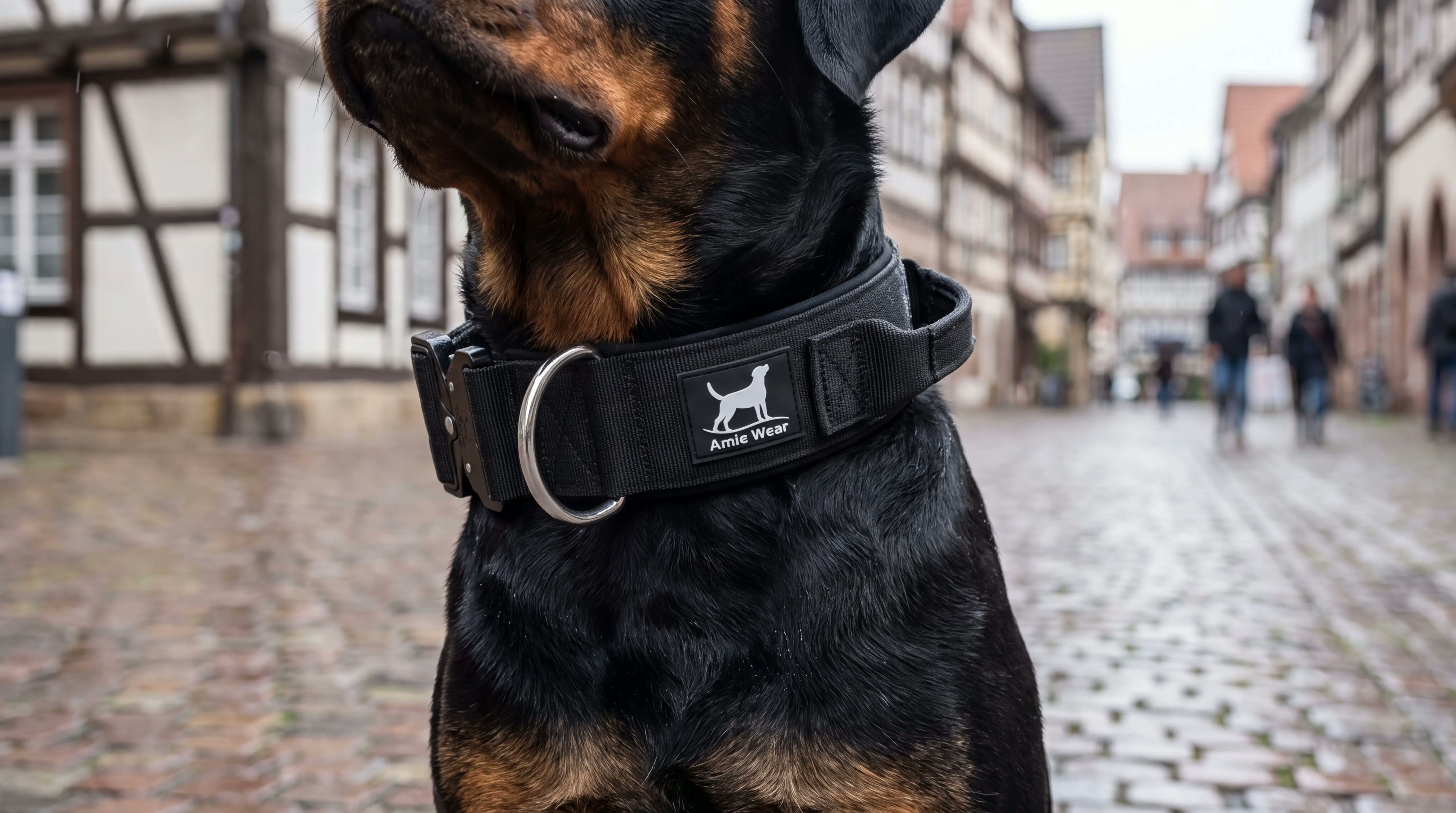 Rottweiler mit breitem taktischem Hundehalsband mit Griff in Schwarz in einer Altstadtgasse