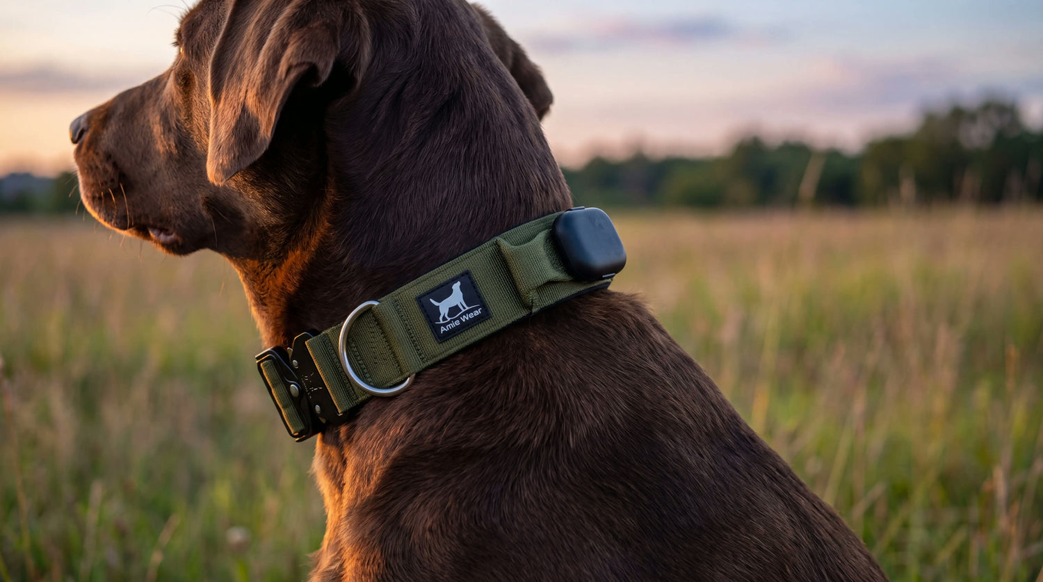 Taktisches Hundehalsband in Olivgrün mit flach aufgesetztem GPS-Tracker am Nacken