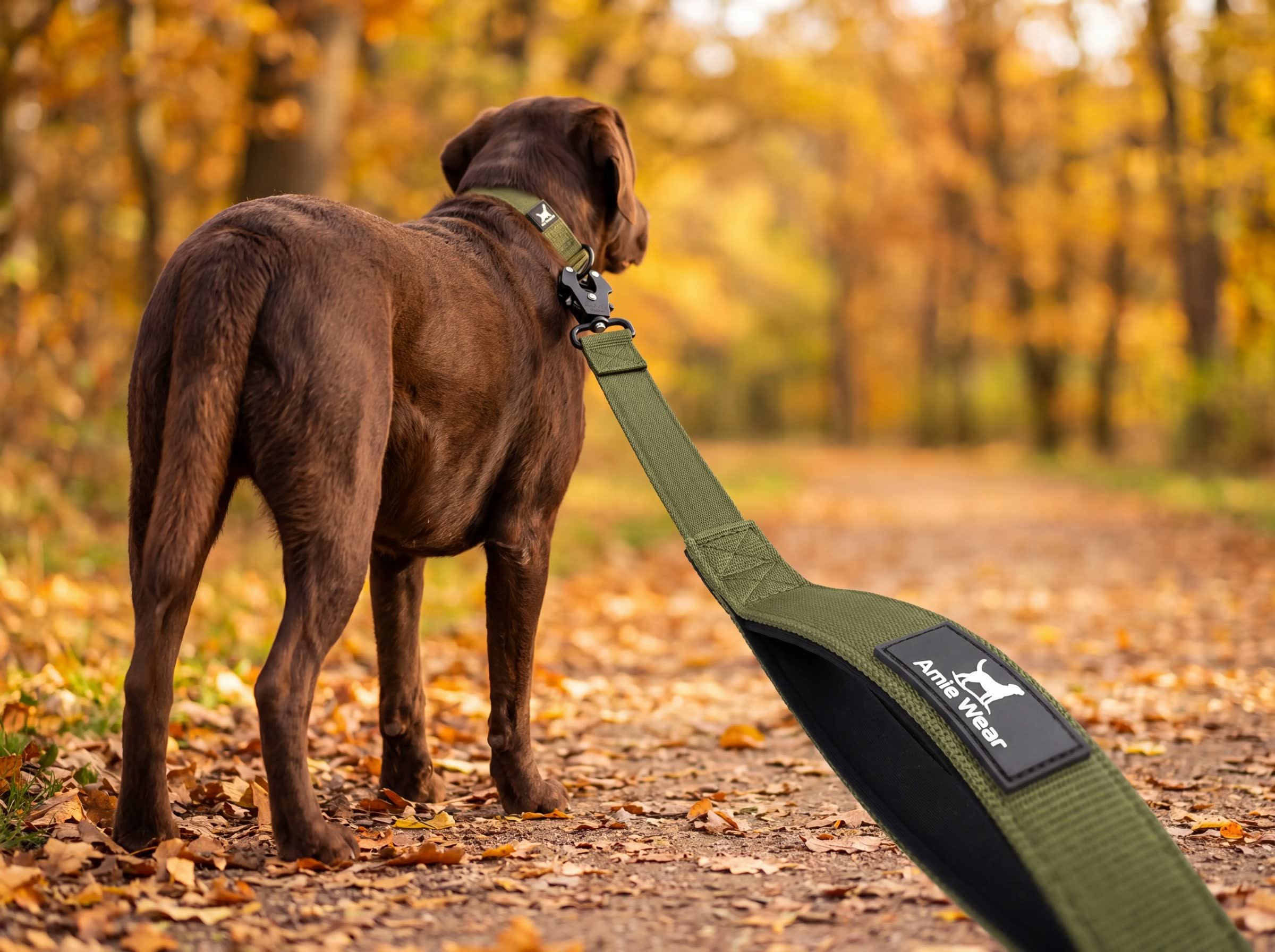 Hund an der taktischen Hundeleine in Olivgrün auf einem Waldweg