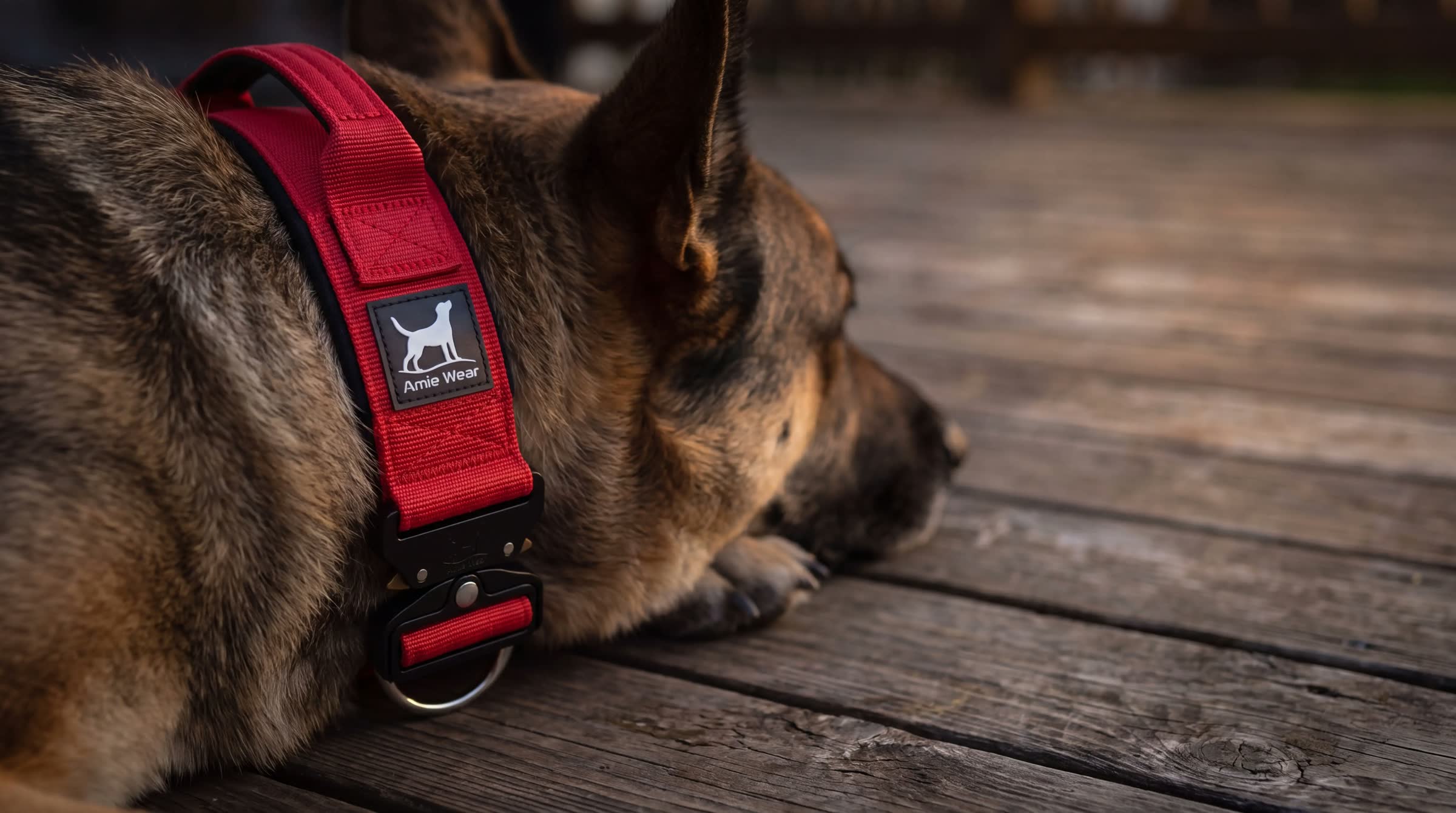 Hund mit rotem taktischem Hundehalsband mit Griff auf einer Holzterrasse
